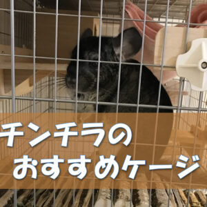 チンチラのかじり木、あげすぎはNG！食べても大丈夫？おすすめの交換時期や頻度