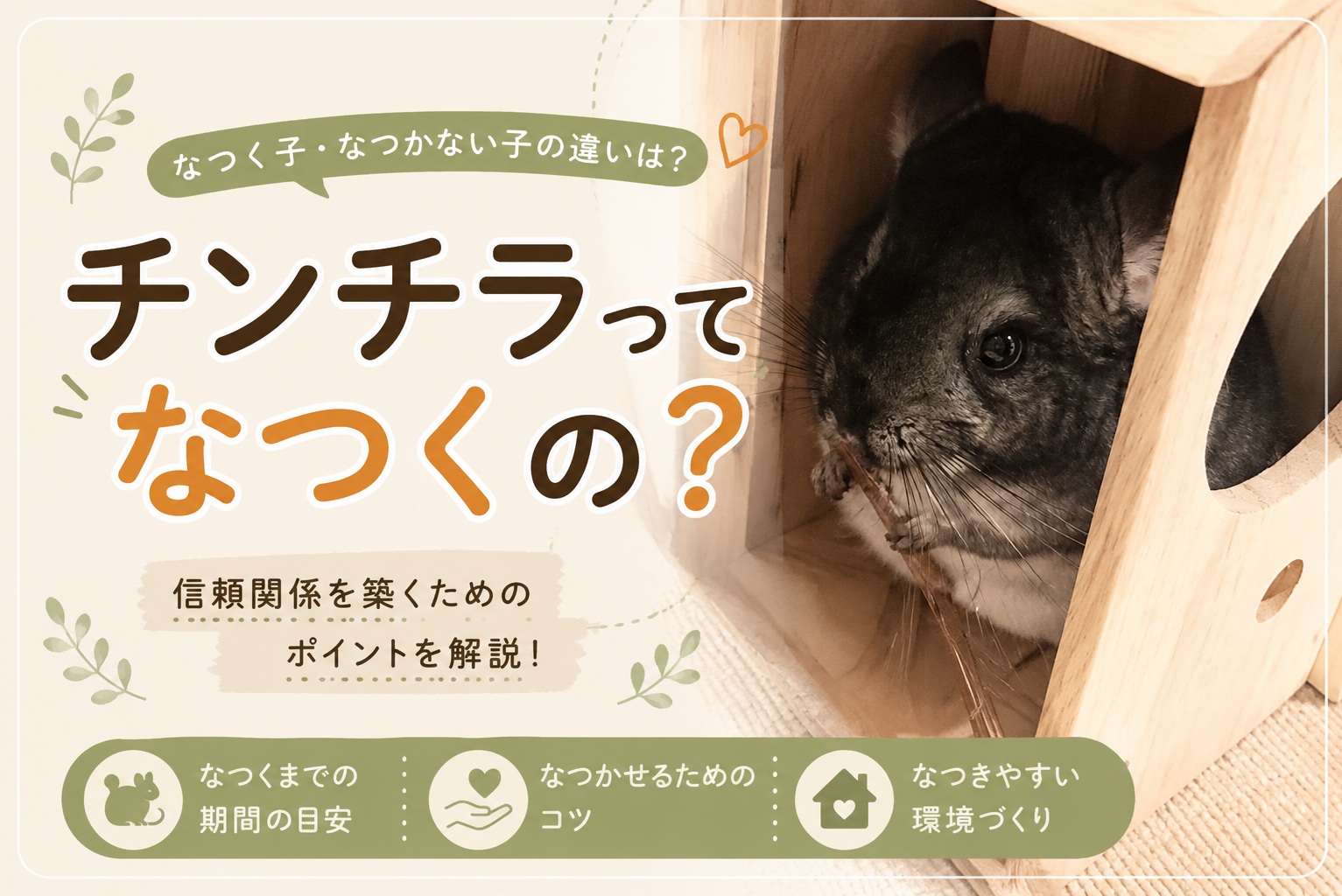 チンチラってなつくの？