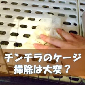 チンチラのかじり木、あげすぎはNG！食べても大丈夫？おすすめの交換時期や頻度