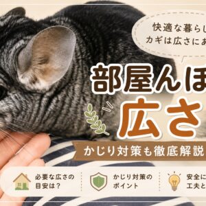 チンチラの部屋んぽの広さ・かじり対策