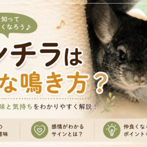 チンチラはどんな鳴き方？