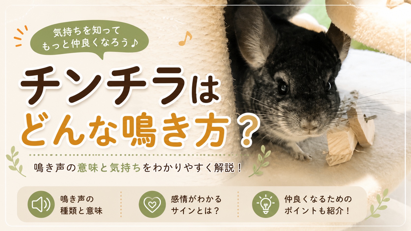 チンチラはどんな鳴き方？