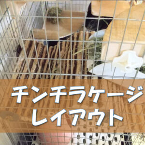 チンチラのかじり木、あげすぎはNG！食べても大丈夫？おすすめの交換時期や頻度