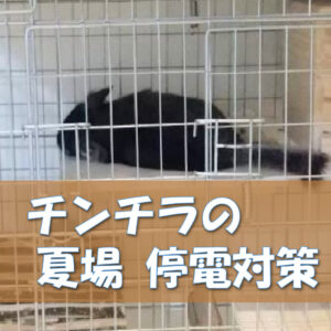 チンチラのかじり木、あげすぎはNG！食べても大丈夫？おすすめの交換時期や頻度