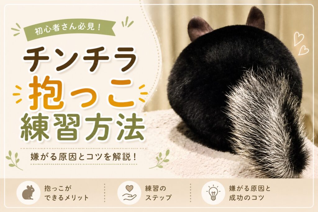 チンチラの抱っこは難しい?嫌がる理由と練習方法・慣らし方を紹介