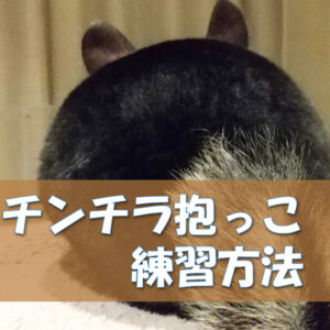 チンチラのかじり木、あげすぎはNG！食べても大丈夫？おすすめの交換時期や頻度