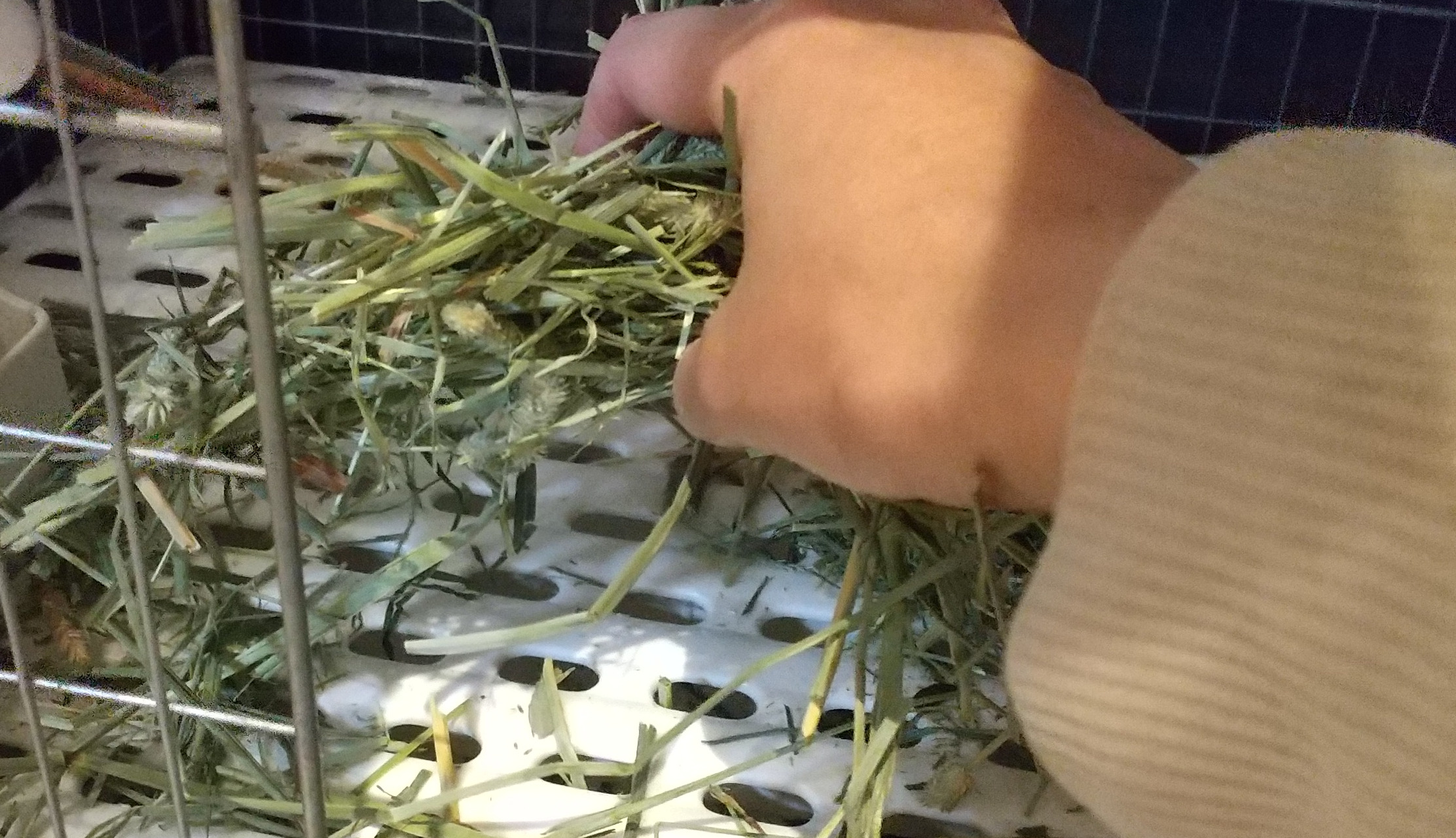 チンチラがチモシーを捨てる 散らかす 茎を食べない理由は量かも チンチラこたろう