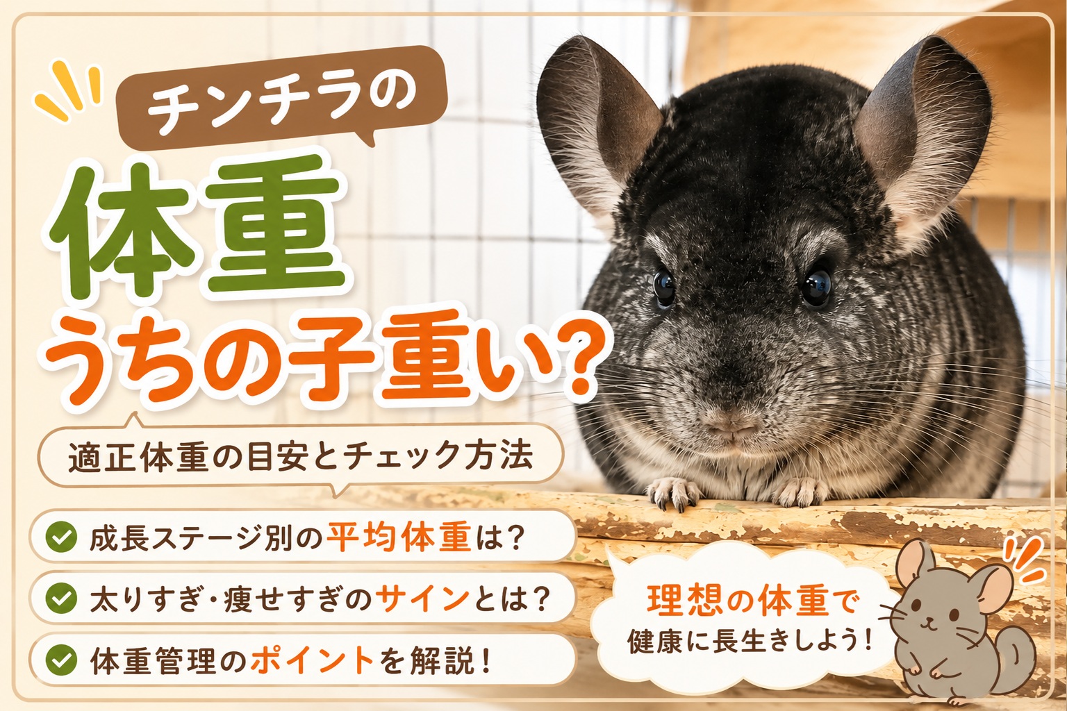 チンチラの体重はどれくらい