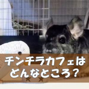 キャットタワーをチンチラがかじるなら木製で対策！おすすめの高さも