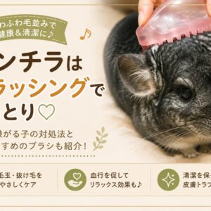 チンチラのブラッシングは必要か