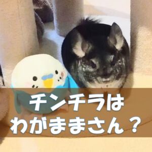 キャットタワーをチンチラがかじるなら木製で対策！おすすめの高さも