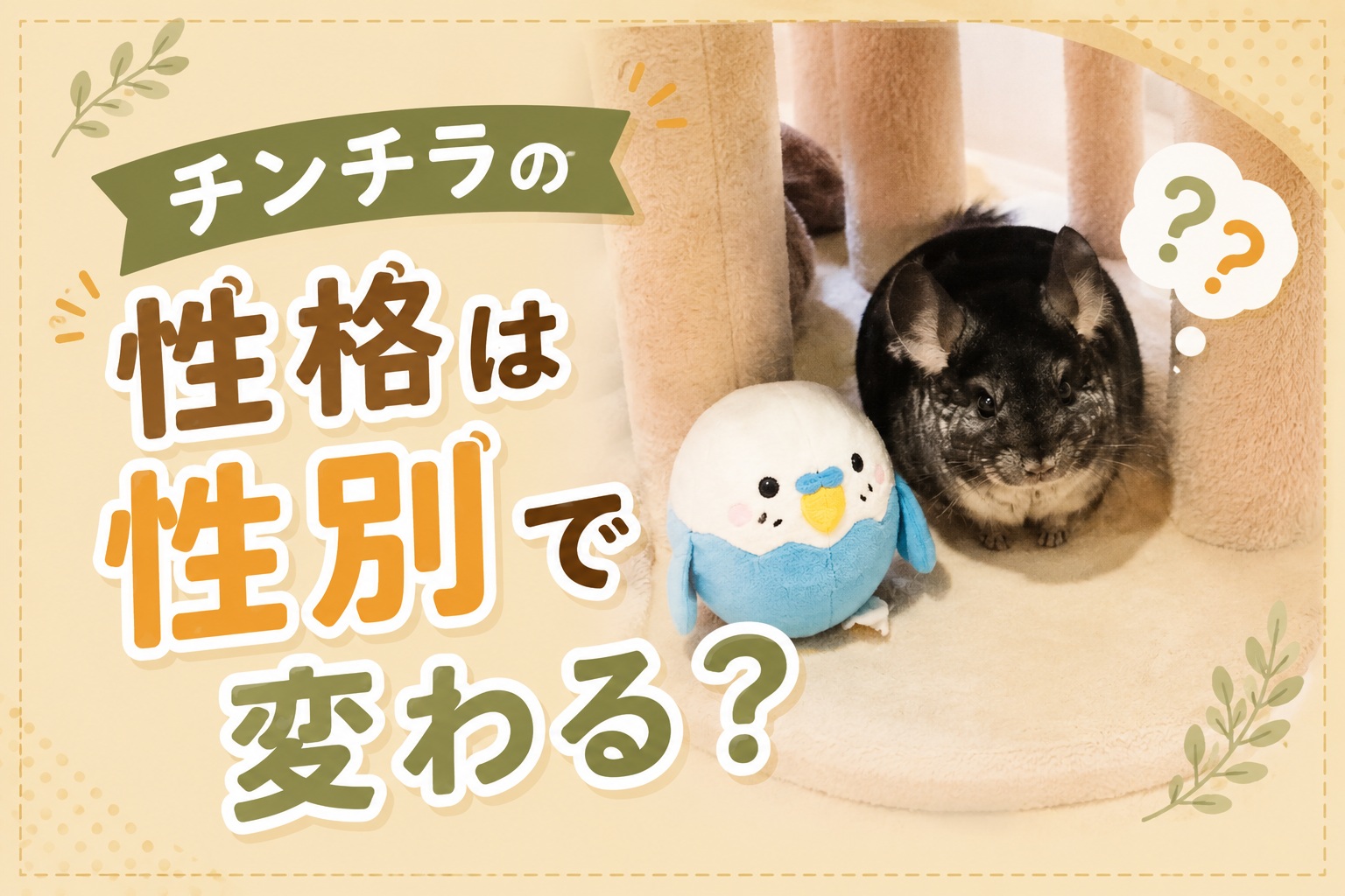 チンチラの性格は性別オスメスで変わる？