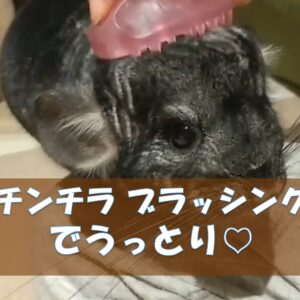 チンチラのかじり木、あげすぎはNG！食べても大丈夫？おすすめの交換時期や頻度