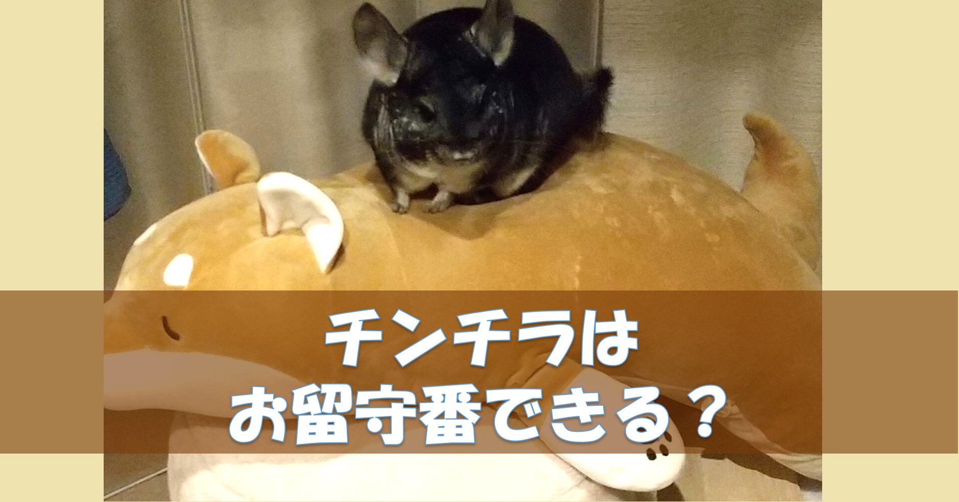 チンチラは旅行中お留守番できるのか 1週間なら連れて行く 預ける チンチラこたろう