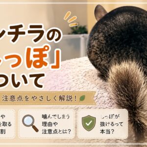 チンチラのかじり木、あげすぎはNG！食べても大丈夫？おすすめの交換時期や頻度