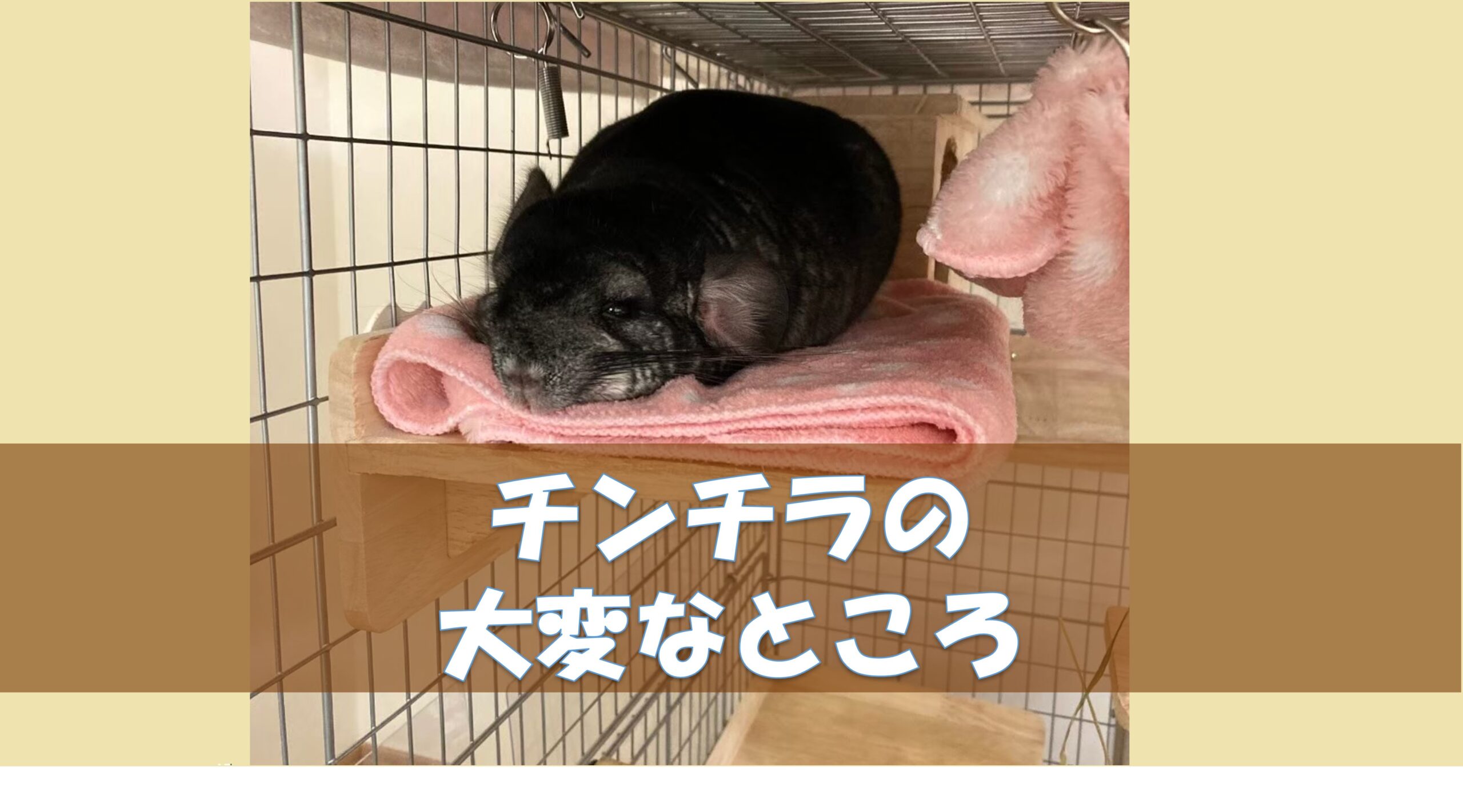 チンチラのお世話 飼育で大変な事ランキング 飼い主目線 掃除 病院 チンチラこたろう