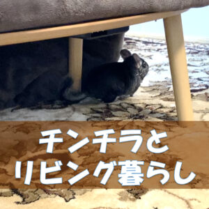 チンチラ 夏場の停電対策！エアコンなしの暑さでもバテない温度管理術