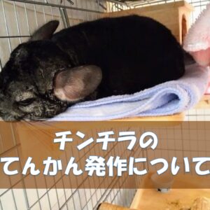 チンチラのかじり木、あげすぎはNG！食べても大丈夫？おすすめの交換時期や頻度