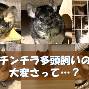 チンチラのかじり木、あげすぎはNG！食べても大丈夫？おすすめの交換時期や頻度