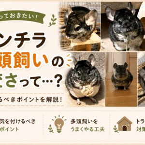 チンチラの多頭買いの大変さや、気を付けるポイント