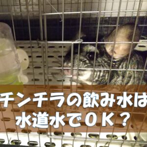 チンチラのかじり木、あげすぎはNG！食べても大丈夫？おすすめの交換時期や頻度