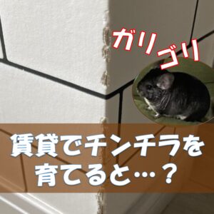 チンチラのかじり木、あげすぎはNG！食べても大丈夫？おすすめの交換時期や頻度