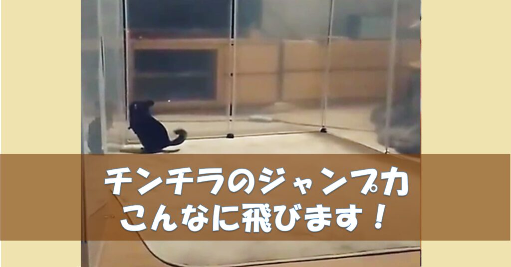 チンチラのジャンプ 高さはこんなに飛ぶんです 事故や失敗対策も必要 チンチラこたろう
