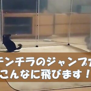 チンチラのかじり木、あげすぎはNG！食べても大丈夫？おすすめの交換時期や頻度