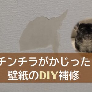 チンチラの引っ越し記録：ストレス対策やキャリー、ケージの移動