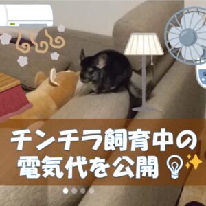 チンチラのかじり木、あげすぎはNG！食べても大丈夫？おすすめの交換時期や頻度