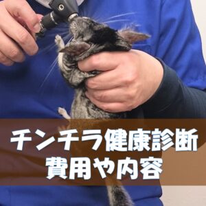 チンチラのかじり木、あげすぎはNG！食べても大丈夫？おすすめの交換時期や頻度
