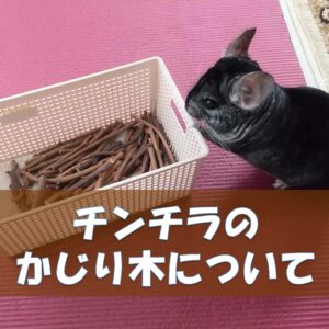 チンチラのかじり木、あげすぎはNG！食べても大丈夫？おすすめの交換時期や頻度