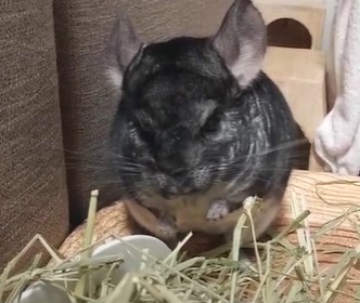 チンチラのチモシーは一番狩りか二番狩りのどちらがいいのか？