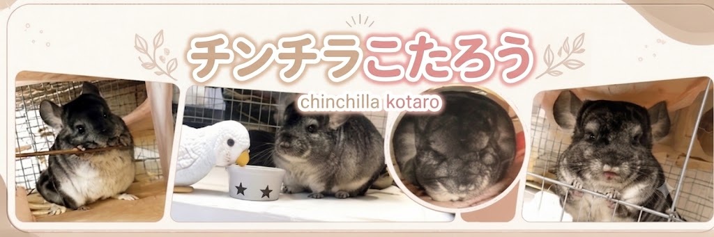 チンチラこたろう