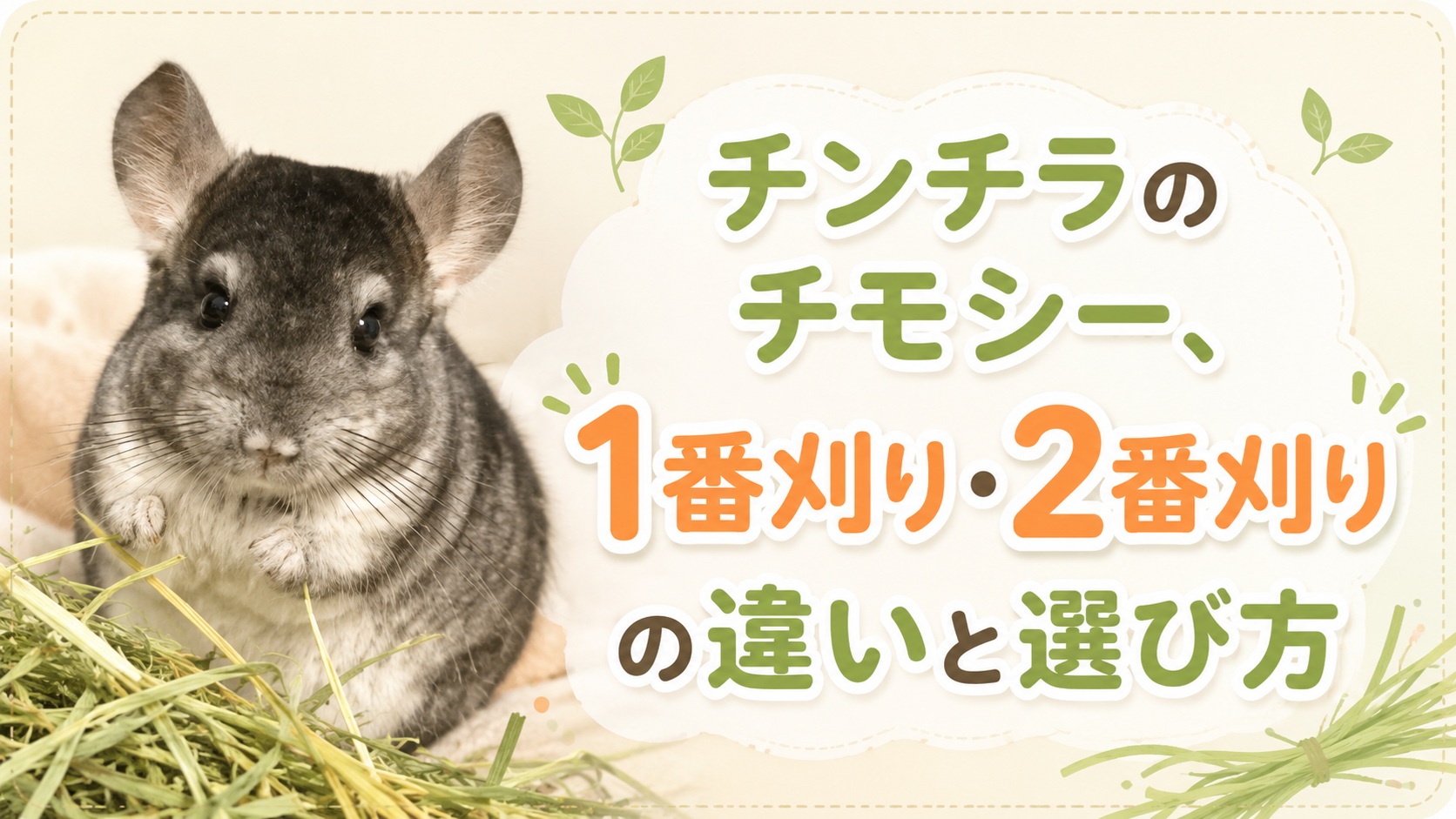 チンチラのチモシー、1番刈り・2番刈りの違いと選び方