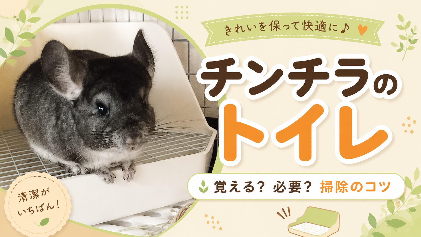 チンチラのトイレは覚える？いらない？の答え
